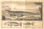A young crocodile drawn from the life in London, October 1739; The seatoad; An ancornet or scuttle fish