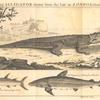 A young alligator drowns from the life in London, October 1739; The cat fish of Cape Verde; The requien or shark