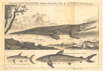 A young alligator drowns from the life in London, October 1739; The cat fish of Cape Verde; The requien or shark