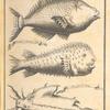 Fish of Cape Mesurado