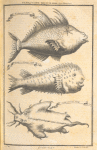 Fish of Cape Mesurado