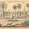 Bridge in the Quoja's country; Coco trees; Porcupine; Jackal; Tiger trap