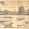 North prospect of the English & Dutch Forts at Akkra; [Beasts and insects on the coast of Guinea]; lizard; scorpion of natural size; snake; quoggelo; guano; scorpion of natural bigness; worms of different kinds