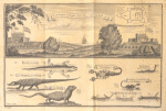 North prospect of the English & Dutch Forts at Akkra; [Beasts and insects on the coast of Guinea]; lizard; scorpion of natural size; snake; quoggelo; guano; scorpion of natural bigness; worms of different kinds