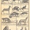 Gold coast animals
