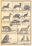 Gold coast animals