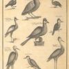 Guinea birds