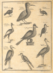 Guinea birds