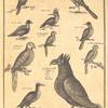 Guinea birds 