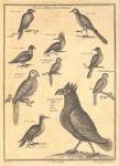 Guinea birds 