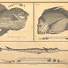 The orfie, or petinbuaba...