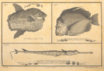 The orfie, or petinbuaba...