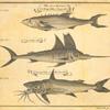 The Kings-fish, or negro-fish