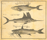 The Kings-fish, or negro-fish
