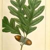 White Oak (Quercus alba).
