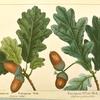 Common European Oak (Quercus robur); European White Oak (Quercus pedunculata).