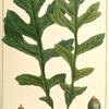 Mossy Cup Oak (Quercus olivæformis).