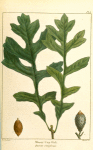 Mossy Cup Oak (Quercus olivæformis).