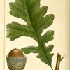 Over Cup White Oak (Quercus macrocarpa).