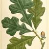 Post Oak (Quercus obtusiloba).