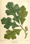 Post Oak (Quercus obtusiloba).