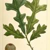 Over Cup Oak (Quercus lyrata).