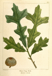 Over Cup Oak (Quercus lyrata).