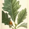 Swamp White Oak (Quercus P[rin]us discolor).