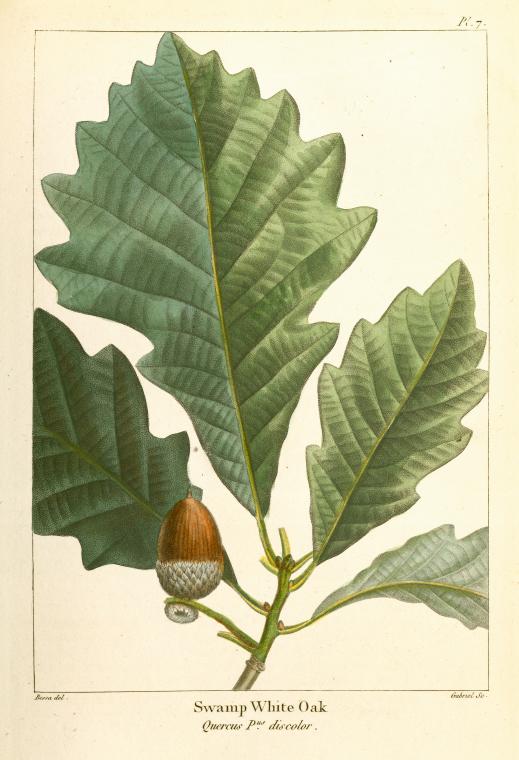 Swamp White Oak (Quercus P[rin]us discolor). - NYPL Digital Collections