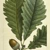 Chesnut White Oak (Quercus P[rin]us palustris).