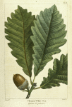 Chesnut White Oak (Quercus P[rin]us palustris).