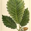 Rock Chesnut Oak (Quercus P[rin]us monticola).