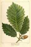 Rock Chesnut Oak (Quercus P[rin]us monticola).