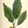 Yellow Oak (Quercus P[rin]us acuminata).