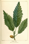Yellow Oak (Quercus P[rin]us acuminata).
