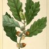 Small Chesnut Oak (Quercus P[rin]us chincapin).