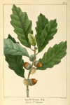 Small Chesnut Oak (Quercus P[rin]us chincapin).