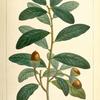 Live Oak (Quercus virens).