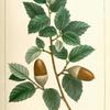 Cork Oak (Quercus suber).