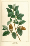 Cork Oak (Quercus suber).