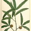Willow Oak (Quercus phellos).