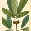 Laurel Oak (Quercus imbricaria).