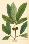 Laurel Oak (Quercus imbricaria).