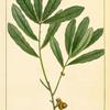 Running Oak (Quercus pumila).