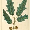 Bartram's Oak (Quercus heterophilla).