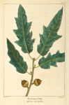 Bartram's Oak (Quercus heterophilla).