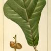 Black Jack Oak (Quercus ferruginea).