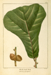Black Jack Oak (Quercus ferruginea).