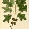 Bear's Oak (Quercus banisteri).