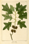 Bear's Oak (Quercus banisteri).
